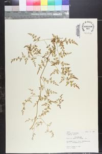 Lygodium japonicum image