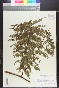 Marattia weinmanniifolia image