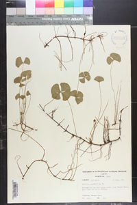 Marsilea vestita subsp. vestita image