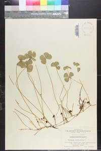 Marsilea quadrifolia image