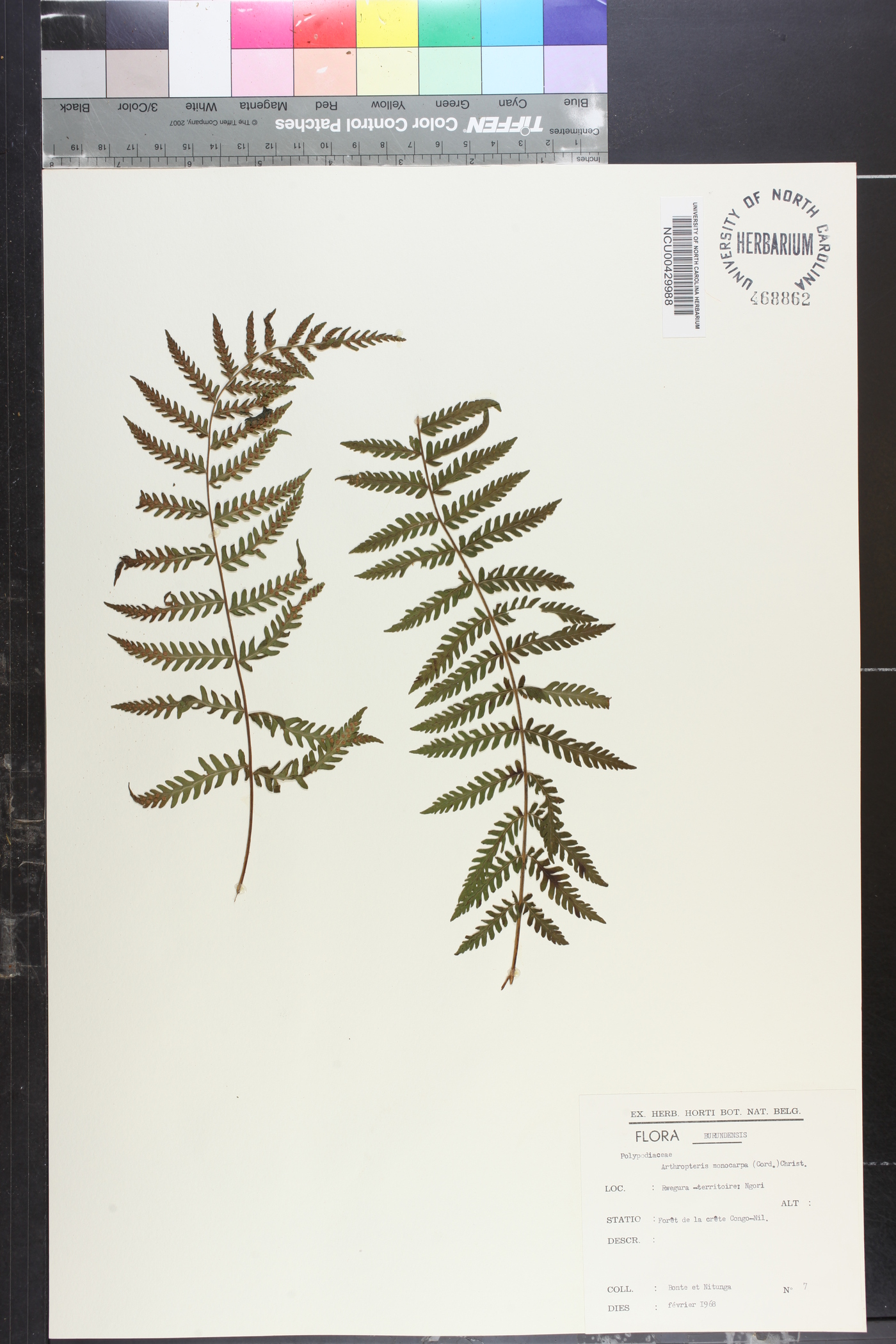 Arthropteris monocarpa image