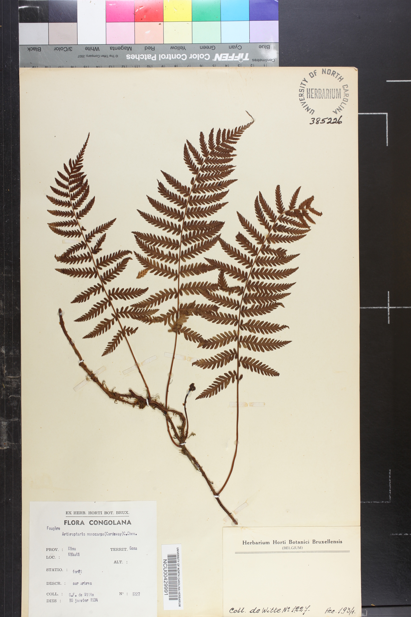 Arthropteris monocarpa image