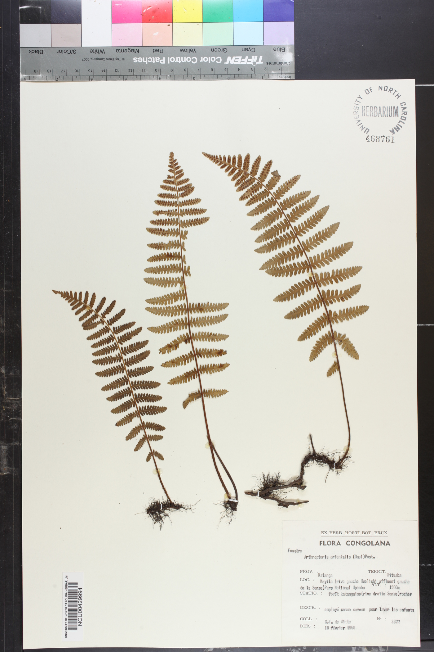 Arthropteris orientalis image