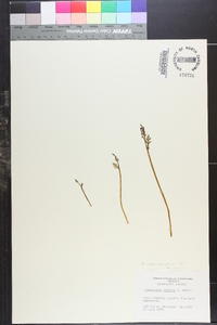 Botrychium matricariifolium image