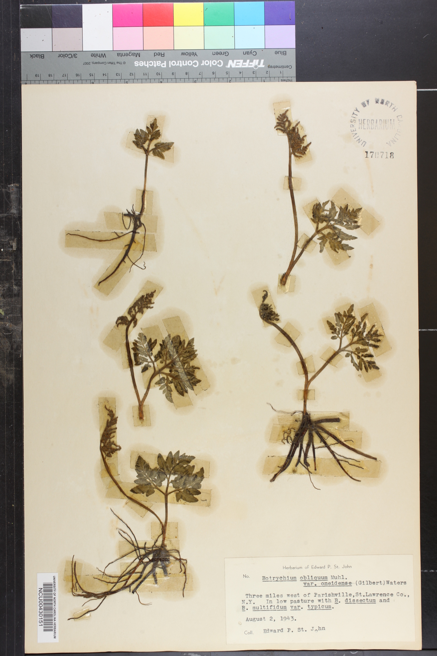 Sceptridium oneidense image