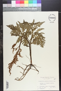 Sceptridium japonicum image