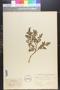 Botrychium cicutarium image