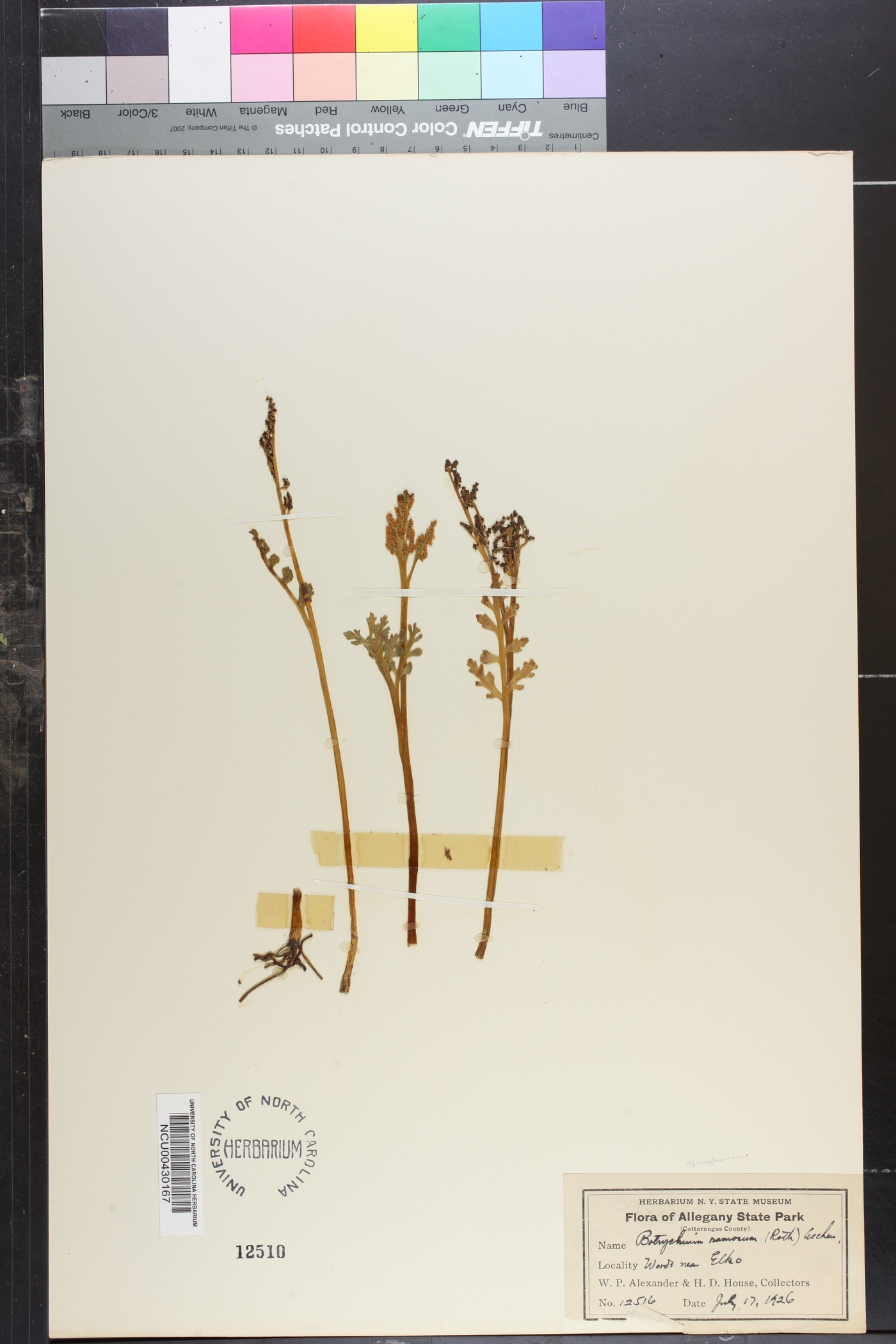 Botrychium ramosum image