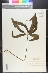 Helminthostachys zeylanica image