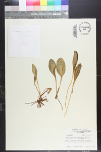 Ophioglossum engelmannii image