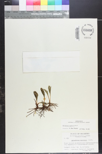 Ophioglossum engelmannii image