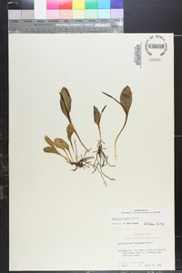 Ophioglossum engelmannii image