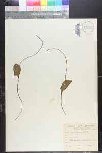 Ophioglossum reticulatum image