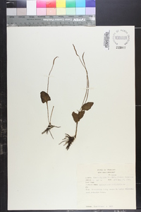 Ophioglossum reticulatum image