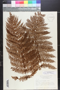 Leptopteris hymenophylloides image