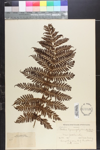 Leptopteris hymenophylloides image