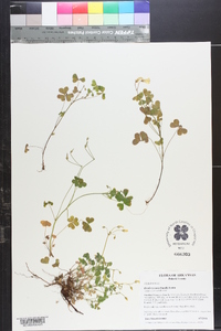 Oxalis texana image