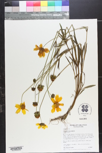 Coreopsis lanceolata image