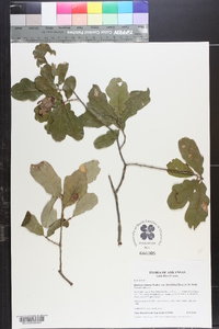 Quercus sinuata image