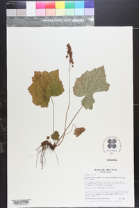 Heuchera villosa image