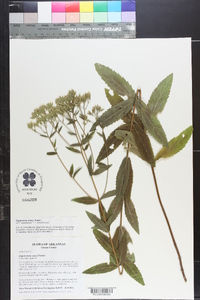 Eupatorium vaseyi image