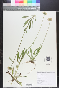 Marshallia obovata var. obovata image