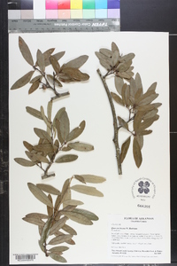 Quercus incana image