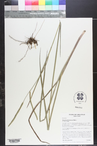 Paspalum floridanum image