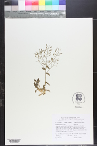 Draba ramosissima image