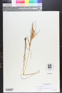 Andropogon gyrans image