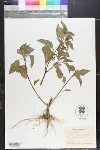 Solanum americanum image