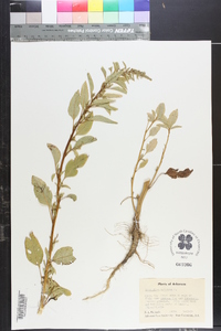 Amaranthus hybridus image