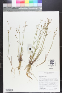 Juncus debilis image