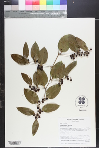 Smilax smallii image