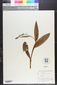 Platanthera flava image