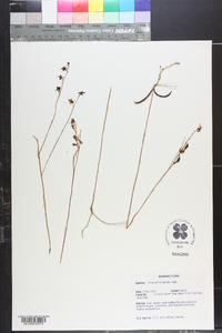 Tetramicra parviflora image