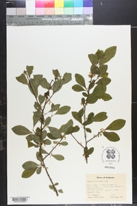 Rhamnus lanceolata image