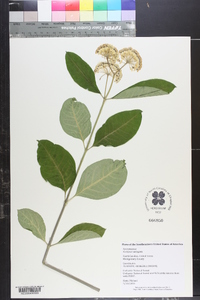 Asclepias variegata image