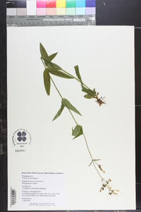 Penstemon laevigatus image