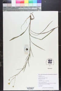 Pityopsis aspera image