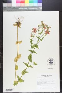 Sabatia angularis image