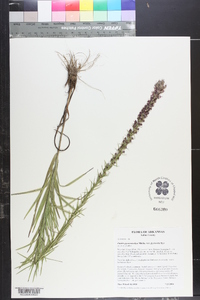 Liatris pycnostachya image