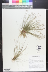 Eleocharis microcarpa image