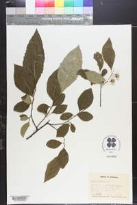 Styrax americanus image