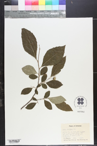 Styrax americanus image