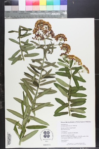 Asclepias tuberosa subsp. tuberosa image