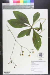 Vernonia acaulis image