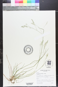 Poa autumnalis image