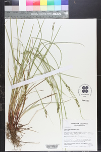 Carex swanii image