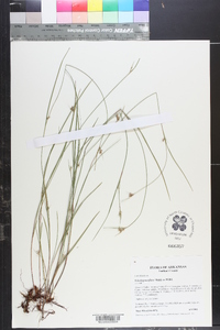 Scleria pauciflora image